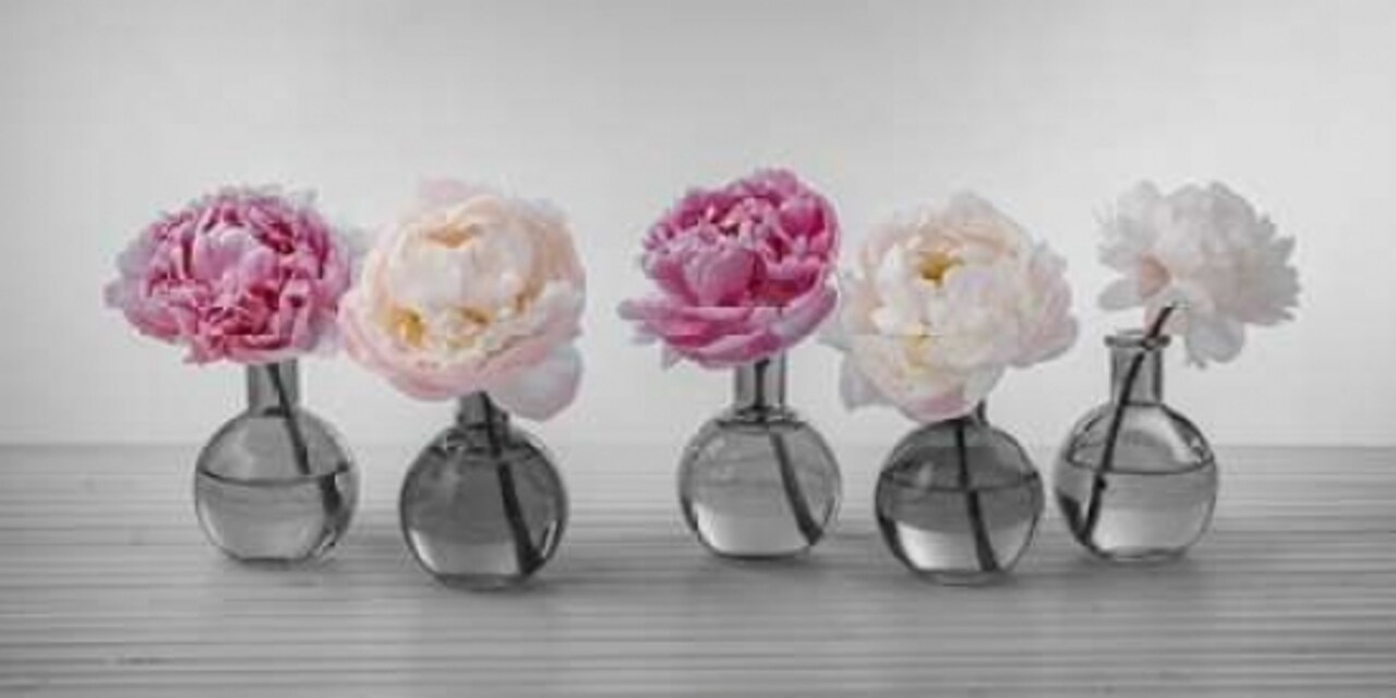 Peonies in glass bottles Poster Print by Assaf Frank - Item # VARPDXFTBR1785